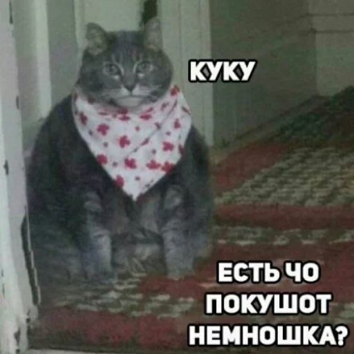 кот, кошка, кот смешной, черешню неси кот, толстый кот платочке