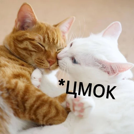 кот, коты обнимашки, целующиеся коты, котики обнимашки, обнимающиеся котики