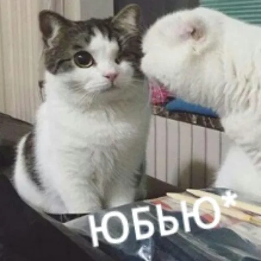 кот, cat, котики, кошечка, цмок кошка