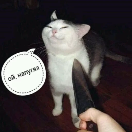 мем кот, кот ножом, кошка ножом, кот ножом мем, мем белый кот нож
