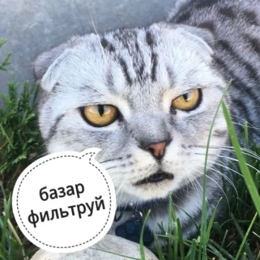 кот, кот морда, кот сударь, шотландская кошка, шотландская вислоухая кошка