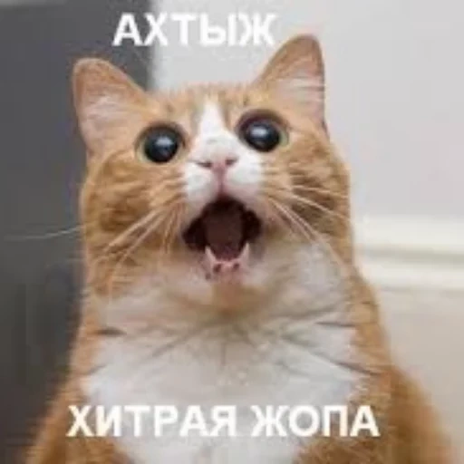 коты, котики, кот мема, мем кот шоке, офигевший кот