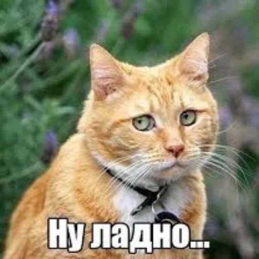 кот, кошка, котики, кот рыжий, грустный рыжий кот