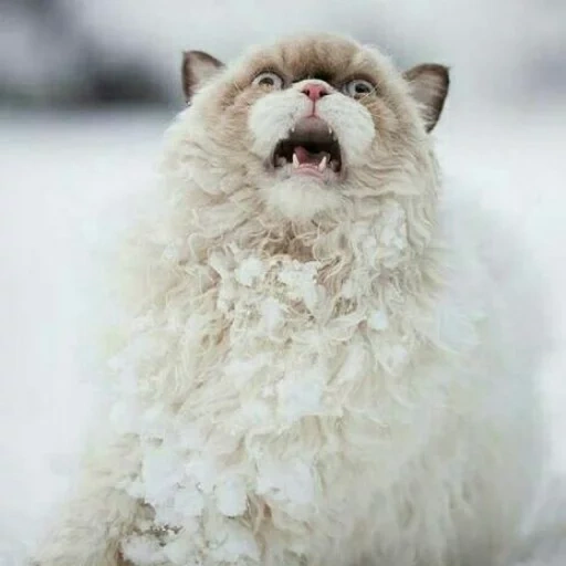 кошка, снег кот, кошка снег, мокрый снег, пушистая зима
