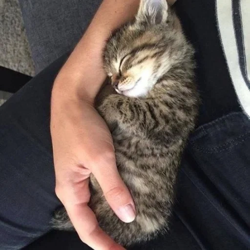 gatto, gatto, un gatto, gatti animali, animale di gatto