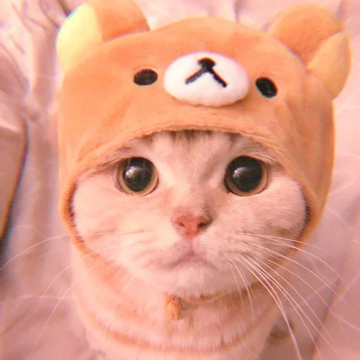 котик рыжий, милые котики, котик шапочке, котик шапке леона, милый котик шапочке