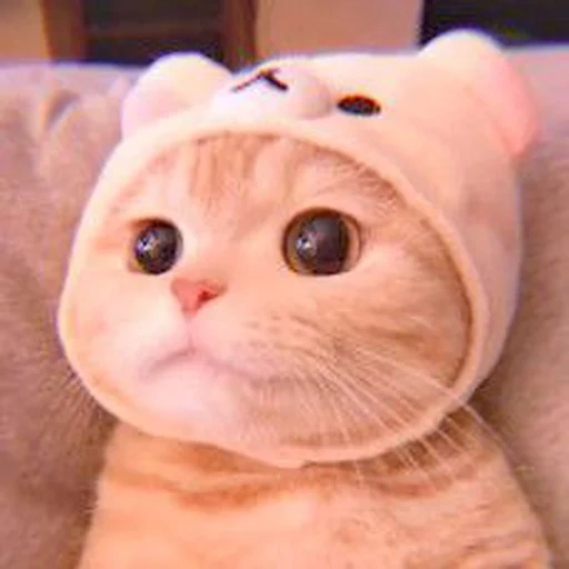 cats are funny, lovely seal, kitty's head, cute cat hat, cute cats are funny