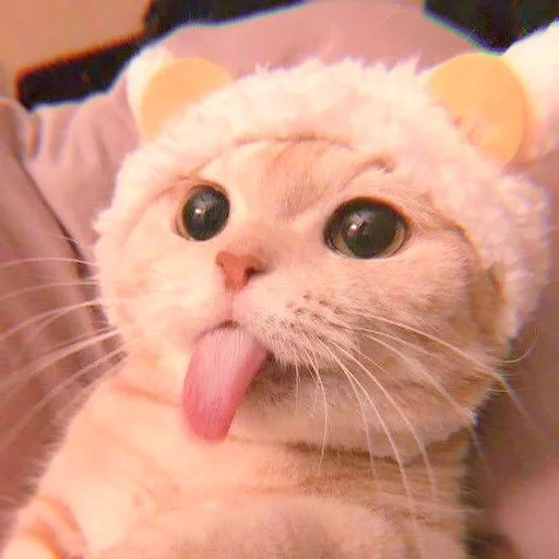 cat, cat, lovely seal, a lovely animal, cute cat meme