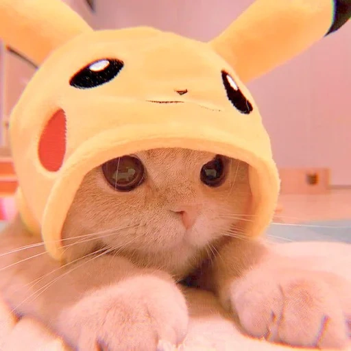 kucing lucu, beech yang manis, kucing pikachu, kepala anak kucing, topi kucing yang lucu