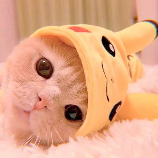 kitten, pikachu cat, lovely seal, milota seal, the cutest animal