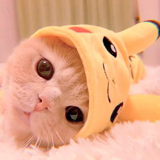 nyachny cat, pikachu cat, gatos, kitty são legais, os animais mais fofos