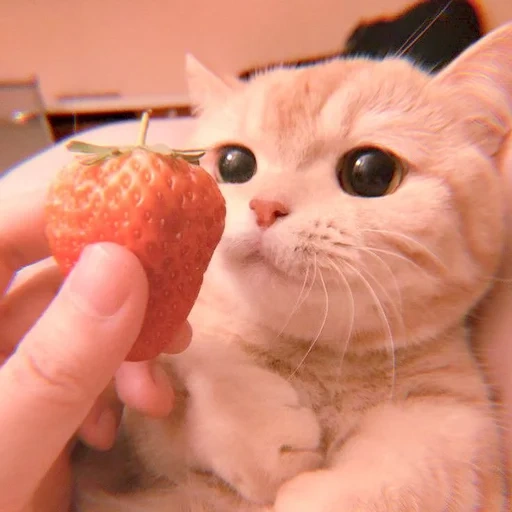 cats, odaries à fourrure, chats à gros nombres, fraises pour chatons, belle fraise phoque