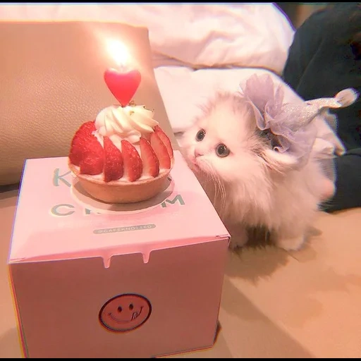 a lovely animal, cute cats are funny, the cutest animal, cute cat cake, a lovely pet