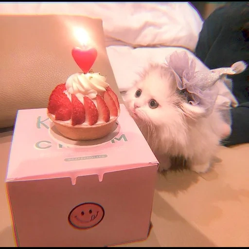 binatang yang lucu, kucing lucu itu lucu, hewan paling lucu, kue kucing yang lucu, hewan peliharaan yang lucu