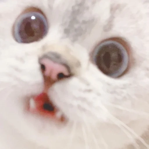 cat, seal, cat, lovely seal, cute cat meme
