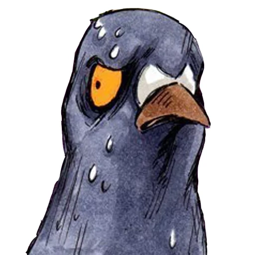 pigeon, pigeon de gennady, gennady goro