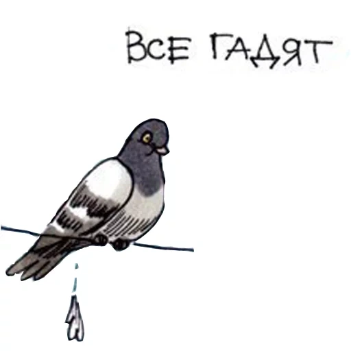 pigeon, pigeon h/b, pigeon de gennady, illustration de pigeon