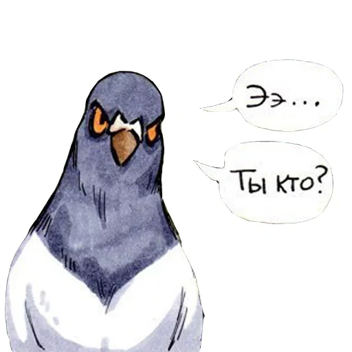 merpati, dove gennady, komik pigeon gennady