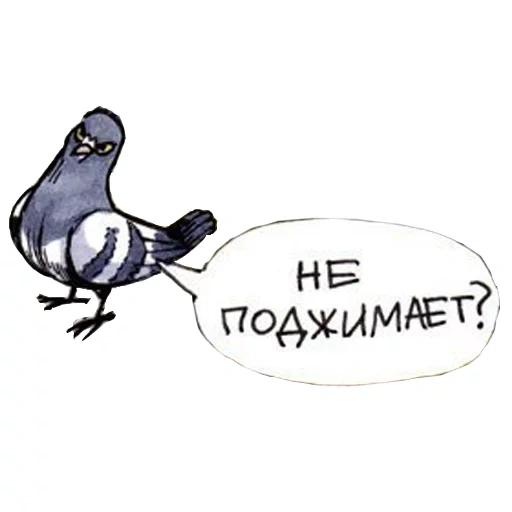 pigeon, pigeons are shitting, gennady pigeon, pigeon gennady full version