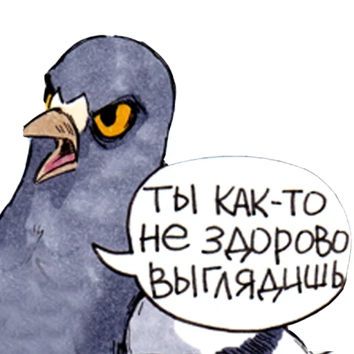 pigeon, pigeon de gennady, ne forcez pas les pigeons gennadi