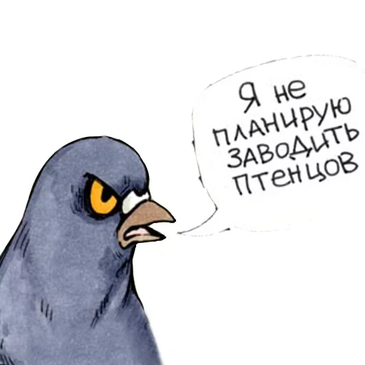 pigeon, pigeon bird, gennady pigeon