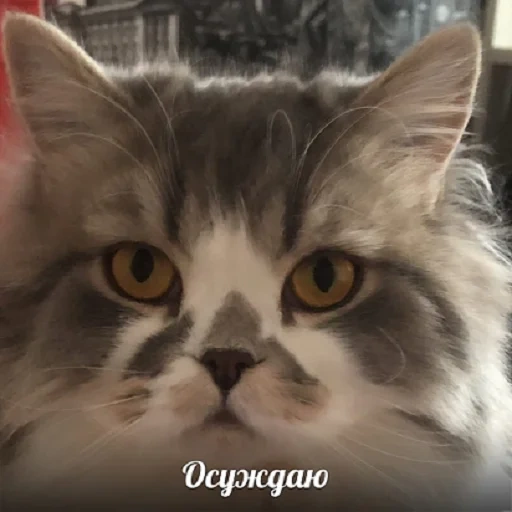 кот, кошка, кошечка, кот кооот, кот марик