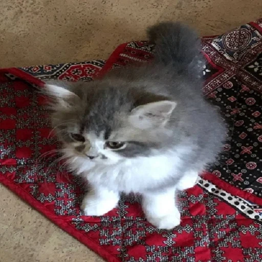 seekor kucing, persia dari anak kucing, kucing persia, anak kucing persia, hewan peliharaan