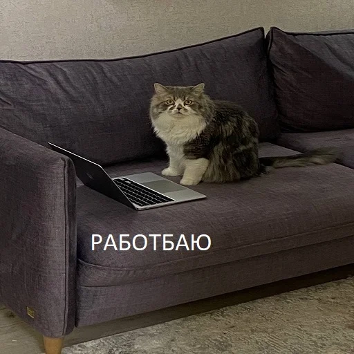 gato, sofá de gato, sofá de gato, animais de estimação