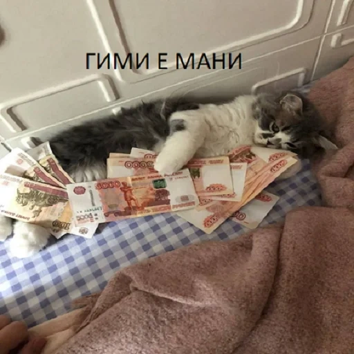 gato, cat, moeda, gato, gato de dinheiro