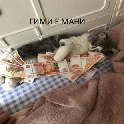 der kater, katzen, geld, katzengeld, cash cat