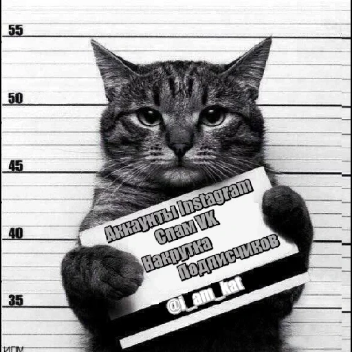 cat, cat, cat card, cats are criminals, cat criminal sign