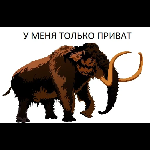 mammoth, mammoth animal, woolly mammoth, siberian woolly mammoth, compared with humans mammoths