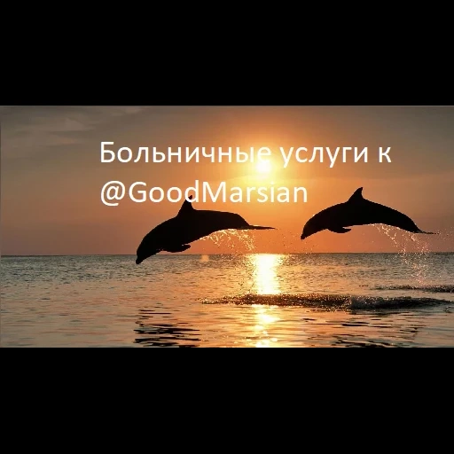 mare dei delfini, tramonto è bellissimo, delfino al tramonto, delfino del sole del mare, tramonto sfondo delfino