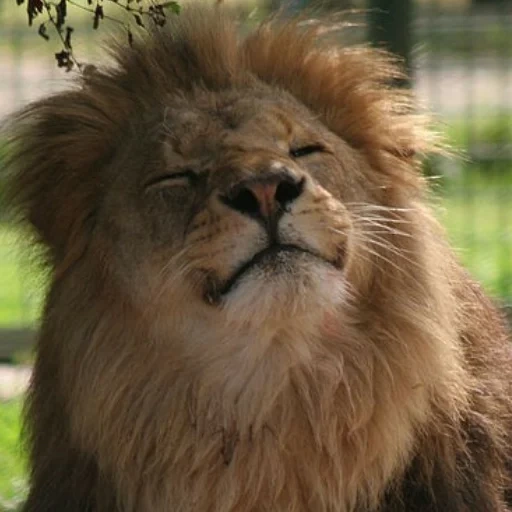singa, lion lion, singa bangga, wajah singa, funny lion