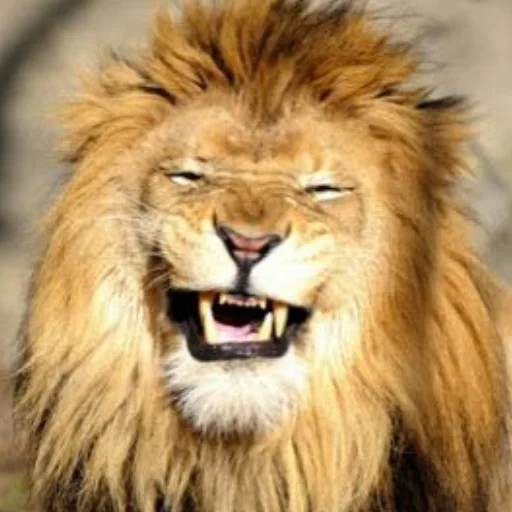 ein löwe, leo lion, leva leva, leo lächeln, lächelnd leo