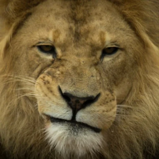 un lion, leo lion, le visage de leo, les yeux de leo, le regard de leo