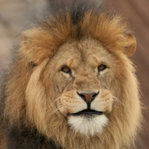 un lion, leo lion, leo lord, le museau du lion, la tête de leo