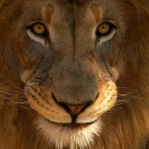 un lion, leo lion, le visage de leo, sourire de leo, lev vladimir