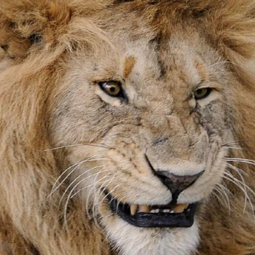 un lion, leo lion, le museau du lion, sourire de leo, la tête de leo