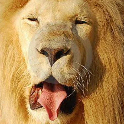 ein löwe, leo lion, die mündung des löwen, leo lächeln, mündung leo