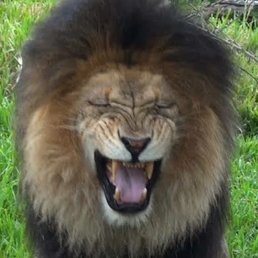 um leão, singa, leo lion, leo grin, leão engraçado
