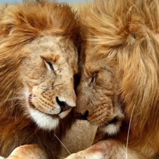 leo lion, le lion de papier peint, leo lionne, les lions sont amis, les blagues sur leo ont raison