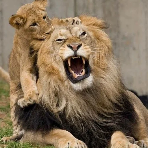 um leão, leo lion, leo grin, leo lion city, animais leo