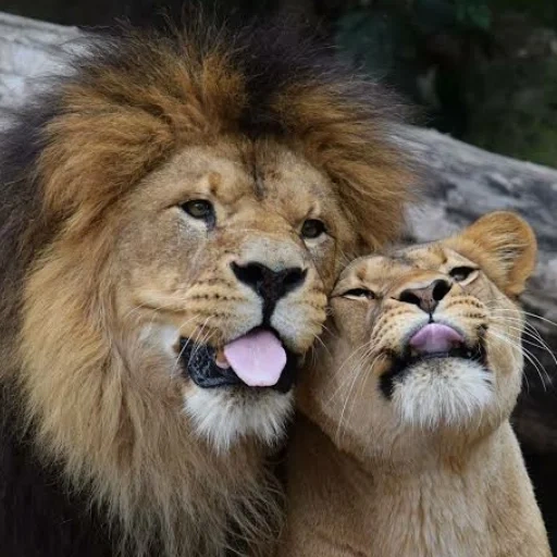 un leone, leo lion, il leone della carta da parati, leone leonessa, leone leoness love