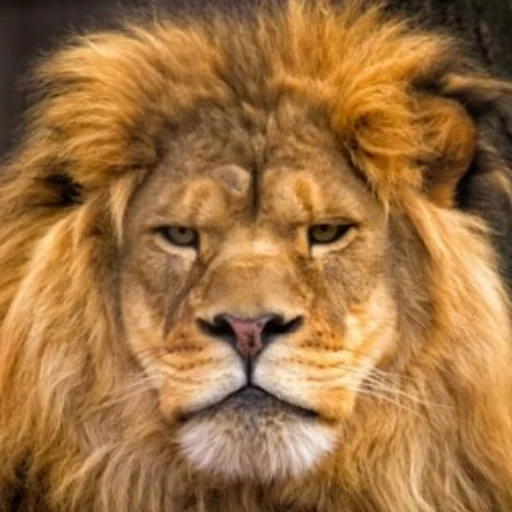 singa, lion lion, zaramlev, wajah singa, kepala singa