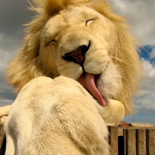ein löwe, schlecht, leo lion, mensch, fotos von leo