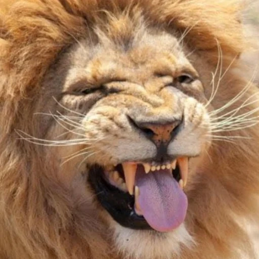 lion, lion, the angry lion, the lion smiled, a ferocious lion