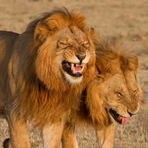 un leon, león, leo león, león divertido, animales leo