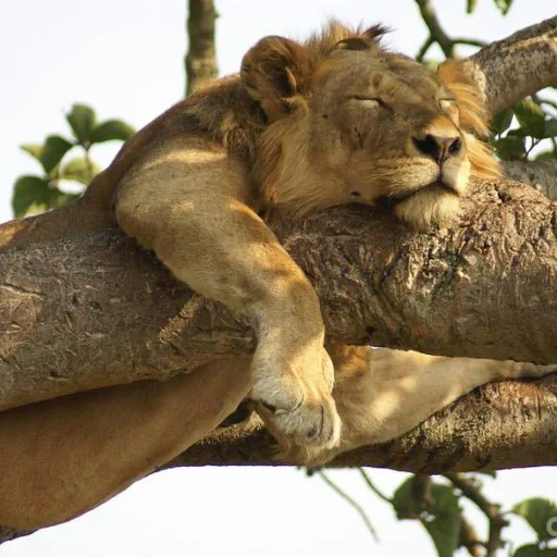 a tree, uganda, lioness, the lioness is asleep, the lion sleeps in the tree