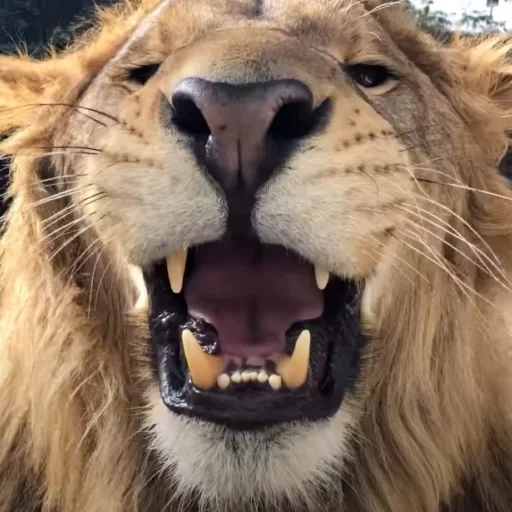 un leone, leo lion, leo grin, i denti di leo, ringhio di muso di leo